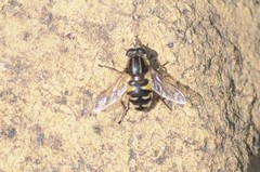 Helophilus groenlandicus