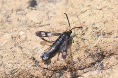 Synanthedon
