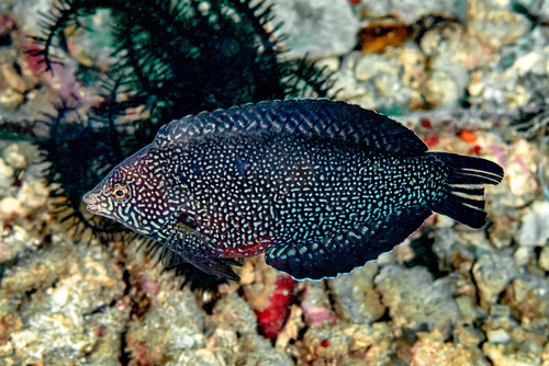 Zwarte luipaardlipvis (Macropharyngodon negrosensis) — Labridae