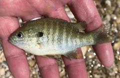 Lepomis aquilensis