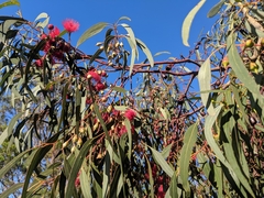 Eucalyptus leucoxylon leucoxylon