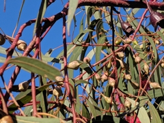 Eucalyptus leucoxylon leucoxylon