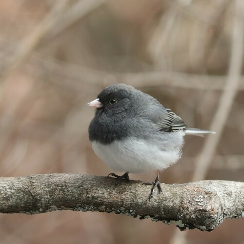 Dark-eyed Junco photographed in Connecticut