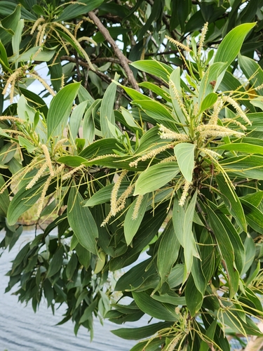 Acacia mangium - Whole tree