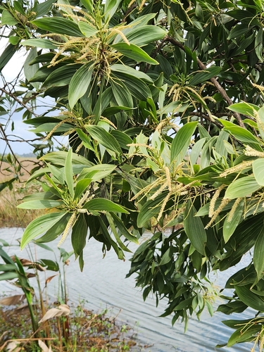 Acacia mangium - Leaves