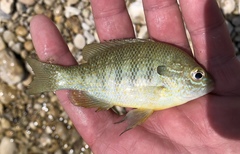 Lepomis aquilensis