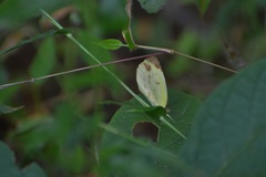 Pyrisitia dina westwoodi