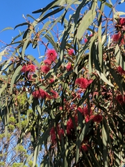 Eucalyptus leucoxylon leucoxylon