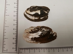 Uniomerus tetralasmus