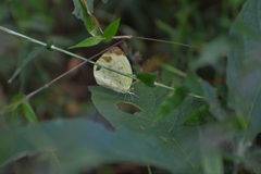 Pyrisitia dina westwoodi
