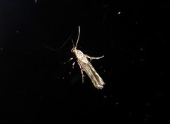 Stathmopoda plumbiflua