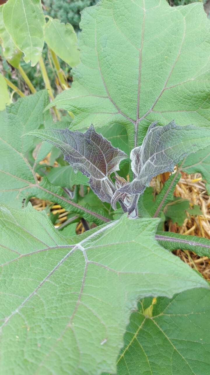 Imagem de Batata iacon