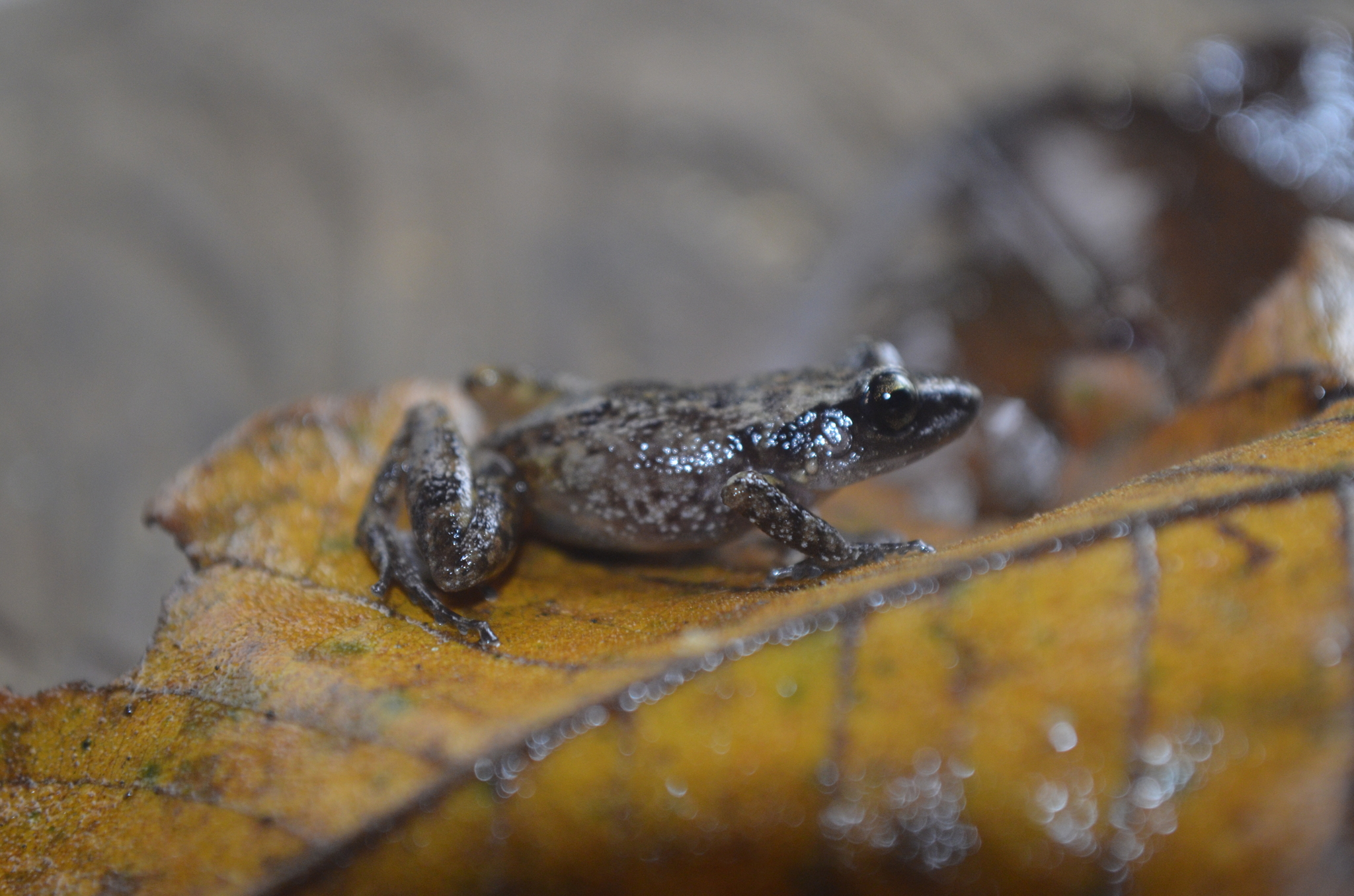 Eleutherodactylus cystignathoides (Cope, 1877)