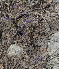 Collinsia torreyi wrightii