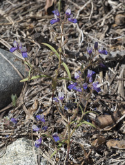 Collinsia torreyi wrightii