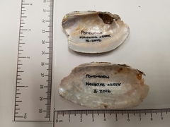 Uniomerus tetralasmus