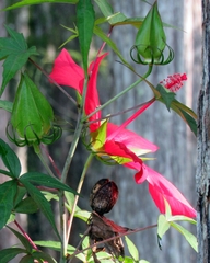 Hibiscus coccineus image