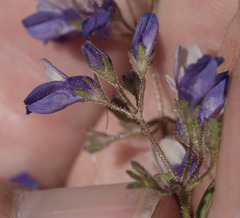 Collinsia torreyi wrightii