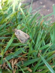 Euxoa ochrogaster