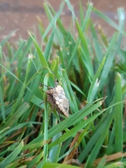 Euxoa ochrogaster