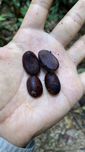 Hymenaea courbaril