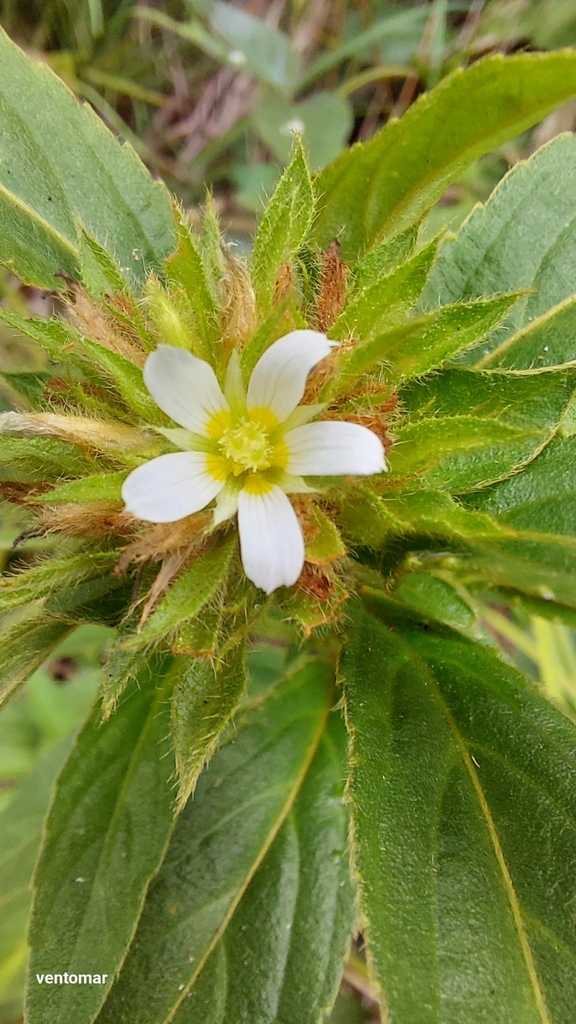 Oxossia capitata