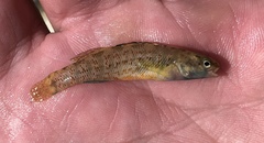 Etheostoma lepidum