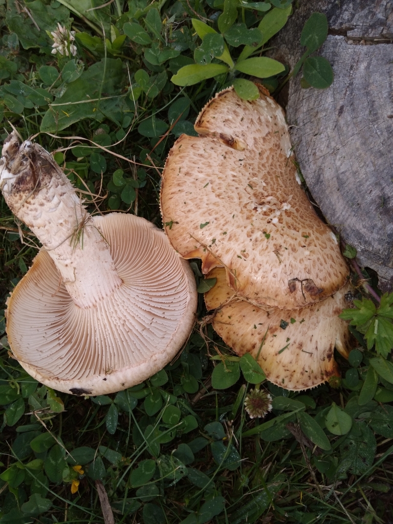 Neolentinus lepideus · February 2025 · photo: © robert42956 (iNaturalist, CC)