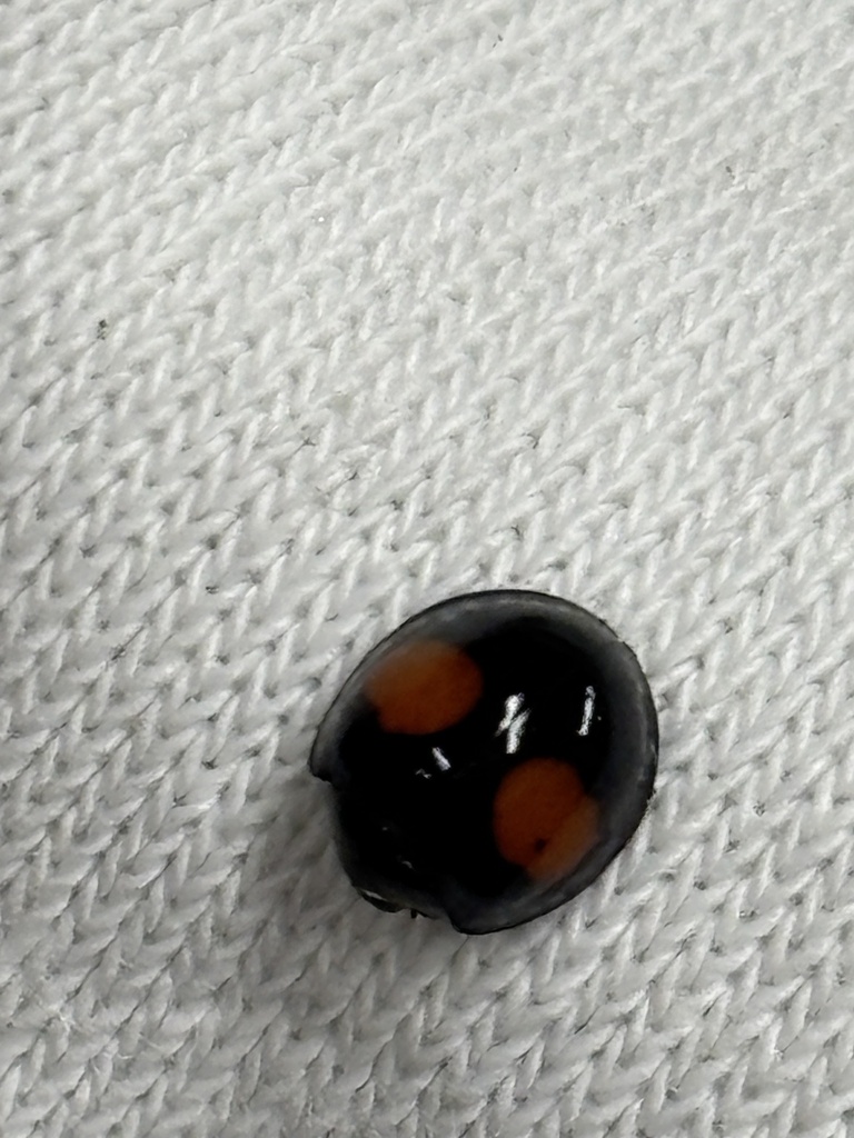 Cactus Lady Beetle from S WW White Rd, San Antonio, TX, US on February ...