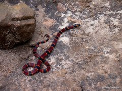Micrurus steindachneri