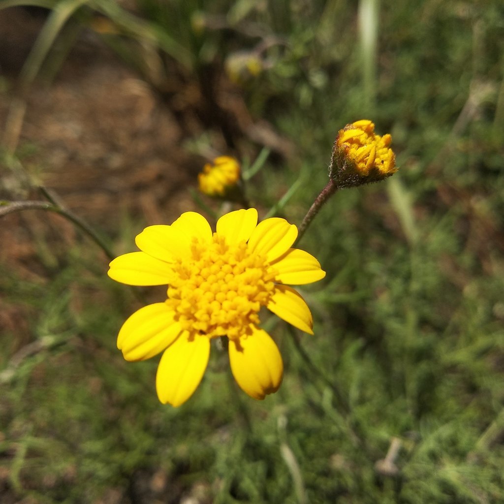 Picradeniopsis xylopoda