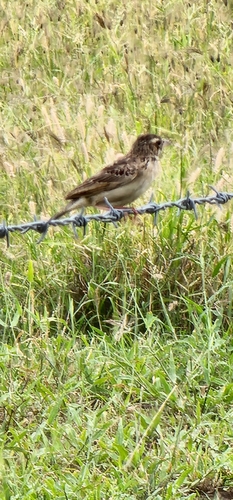 Singing Bush Lark (Mirafra javanica), photo 4