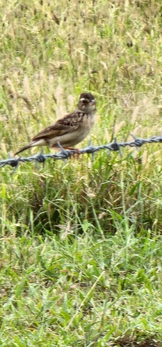 Singing Bush Lark (Mirafra javanica), photo 5