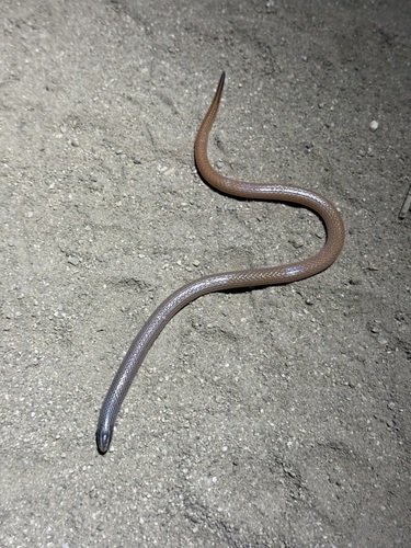 Photo of a Tehuantepec Striped Snake (Geagras redimitus)