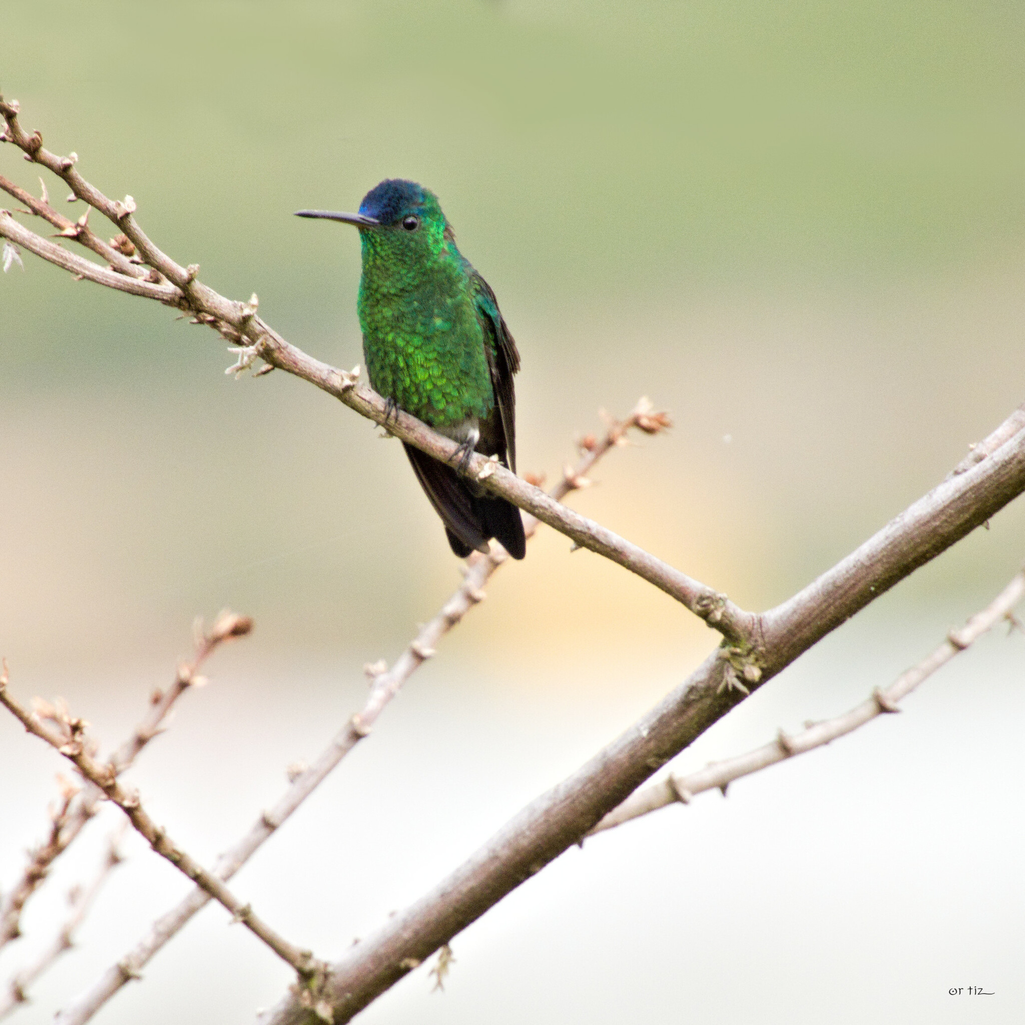 Indigo-capped Hummingbird (Saucerottia cyanifrons), photo 4
