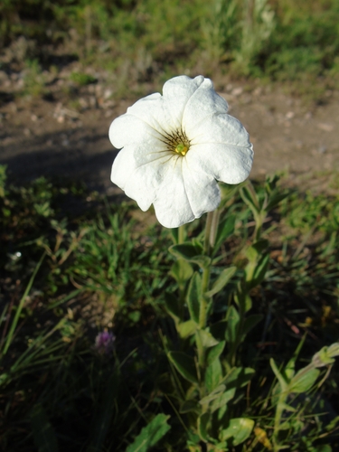 Image of Petunia axillaris by (c) Lucas Carbone, some rights reserved (CC BY)