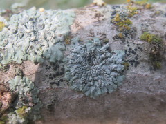 Physcia biziana