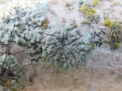 Physcia biziana