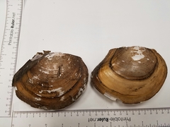 Utterbackiana suborbiculata