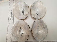 Utterbackiana suborbiculata