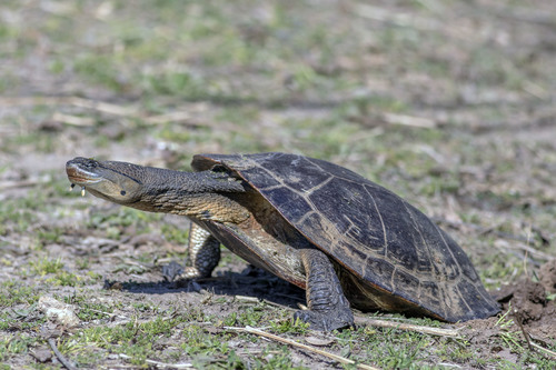 Cotinga River Toadhead Turtle (BES Amazon Expedition Reptile Guide ...