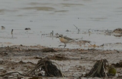 Kittlitz's Plover