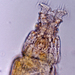 Mniobia - Photo 由 rotiferologist 所上傳的 (c) rotiferologist，保留部份權利CC BY-NC-SA