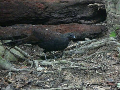 Mountain Peacock-Pheasant (Polyplectron inopinatum), photo 7
