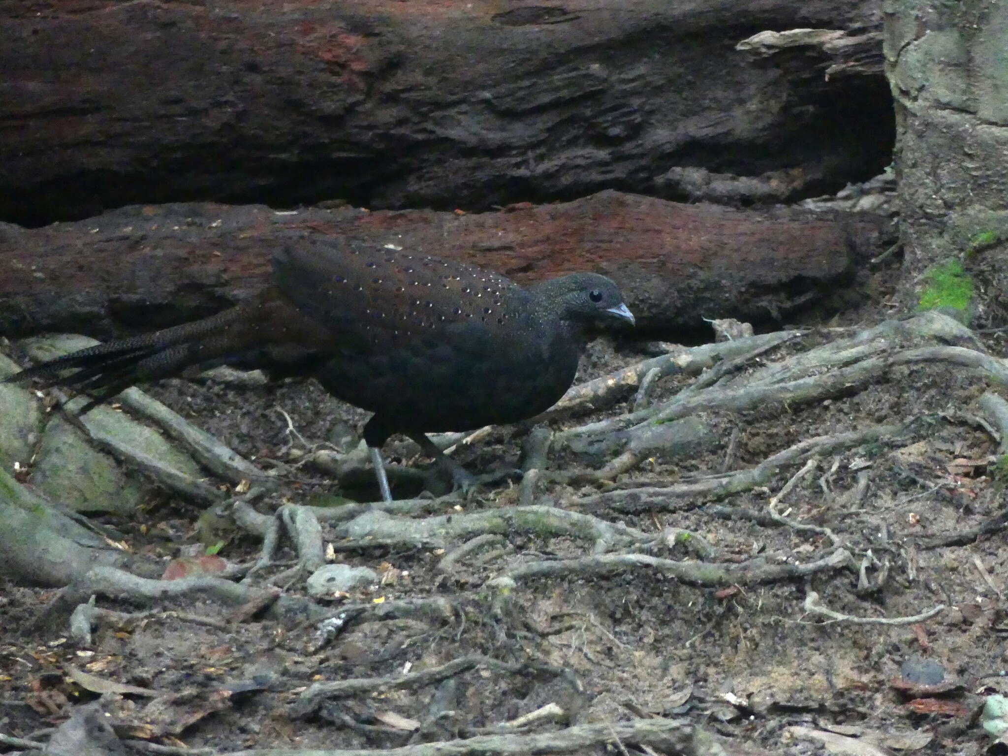 Mountain Peacock-Pheasant (Polyplectron inopinatum), photo 7