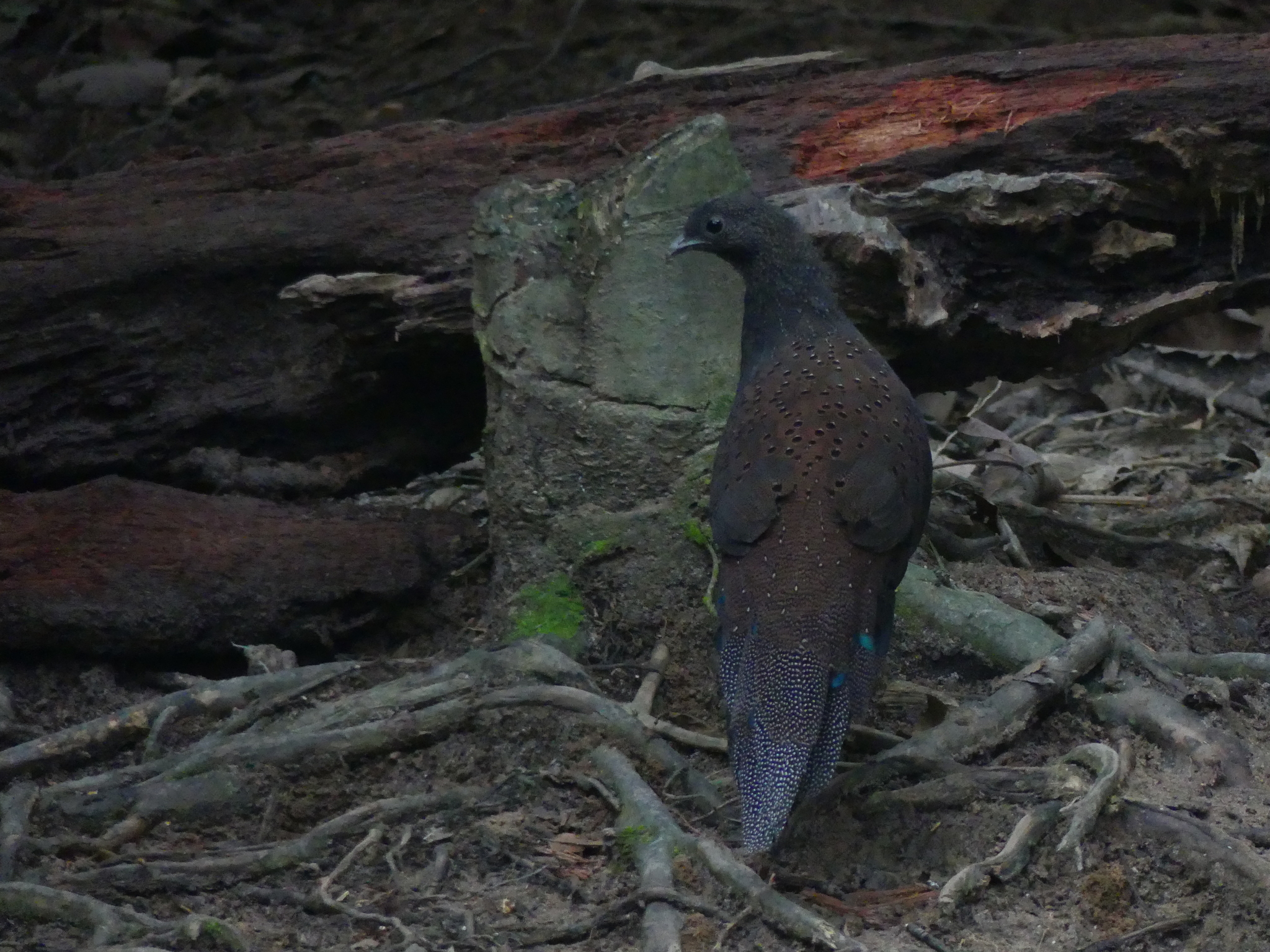 Mountain Peacock-Pheasant (Polyplectron inopinatum), photo 8