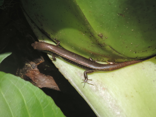 Scincella silvicola