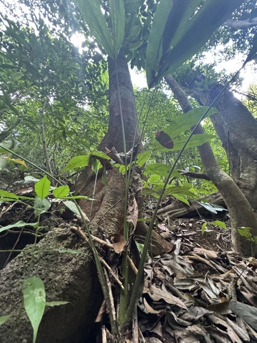 Foto de Pacová