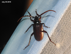 Prionus insularis