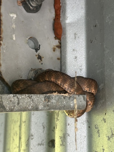 Brown Tree Snake sighting